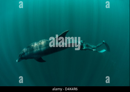 Taucher Schwimmen mit Delfinen Stockfoto