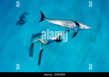 Schnorchler, Schwimmen mit Delfinen Stockfoto