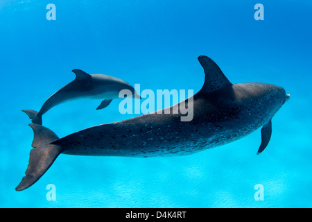 Delfine schwimmen in tropischen Gewässern Stockfoto