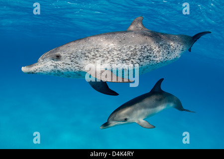 Delfine schwimmen in tropischen Gewässern Stockfoto