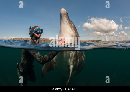 Taucher kratzen Delphin im Wasser Stockfoto