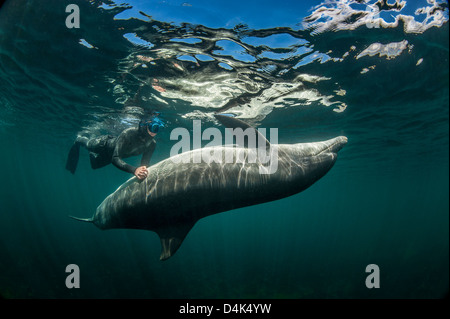 Taucher Schwimmen mit Delfinen Stockfoto