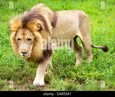 Afrikanischer Löwe Stockfoto