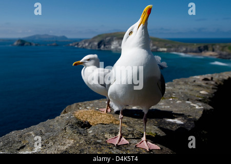 Möwen zu Fuß auf der Klippe Stockfoto