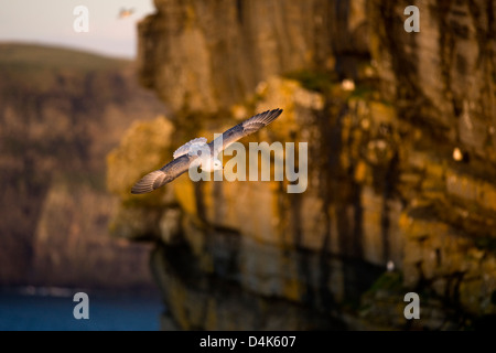 Möwen fliegen durch die Klippen Stockfoto