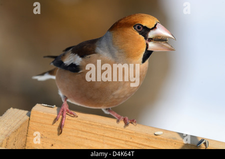 Kernbeißer (Coccothraustes Coccothraustes) Kernbeißer • Ostalbkreis; Baden-Württemberg; Deutschland Stockfoto
