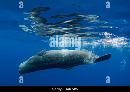 Pottwale schwimmen unter Wasser Stockfoto