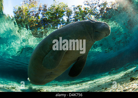 In tropischen Gewässern schwimmen Seekuh Stockfoto