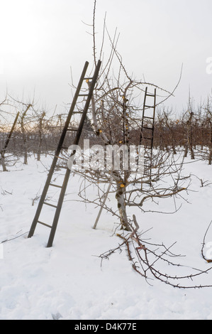 Apfelplantage im Winter in Upstate New York Stockfoto