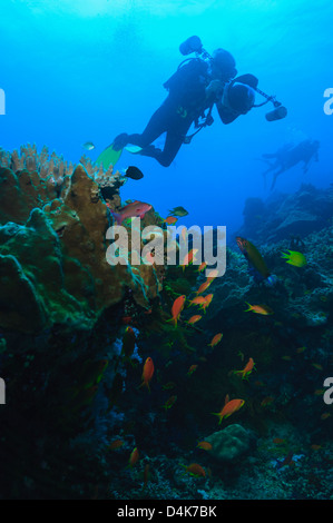 Taucher, die die Bilder von Korallenriff Stockfoto