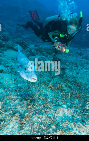 Taucher Kugelfisch unter Wasser zu bewundern Stockfoto