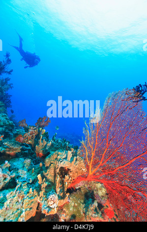 Taucher im Korallenriff schwimmen Stockfoto