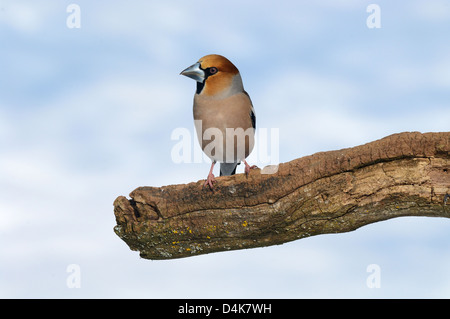 Kernbeißer (Coccothraustes Coccothraustes) Kernbeißer • Ostalbkreis; Baden-Württemberg; Deutschland Stockfoto