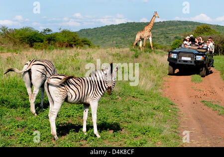 Touristen in einem Jeep pass ein Giraffen und Zebras während einer Safari im Phinda Wildreservat in KwaZulu-Natal, Südafrika, 26. November 2008. Foto: Frank Mai Stockfoto