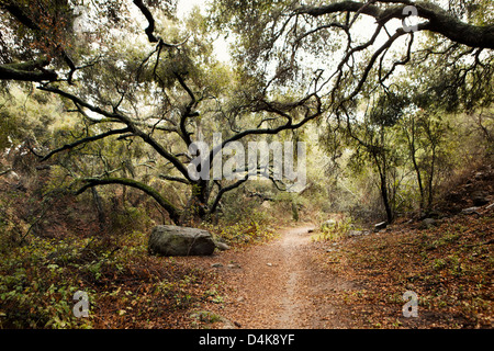 Feldweg im Wald Stockfoto