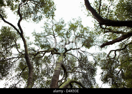 Silhouette von Baumkronen Stockfoto