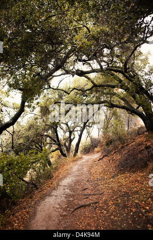 Feldweg im Wald Stockfoto
