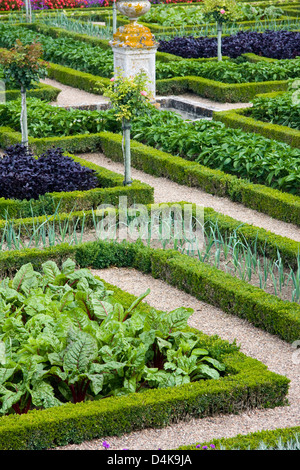 Teil der Renaissance-Küche-Garten in Villandry, Loiretal, Frankreich Stockfoto