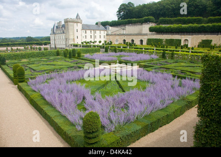 Lavendel Garten auf Schloss Villandry, Loiretal, Frankreich Stockfoto