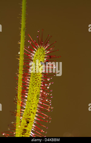 Drosera Capensis - Kap-Sonnentau hautnah Stockfoto