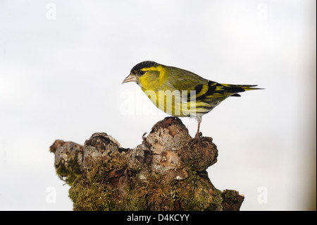 Erlenzeisig (Zuchtjahr Spinus) Fichte Zeisig • Ostalbkreis, Baden-Württemberg, Deutschland Stockfoto