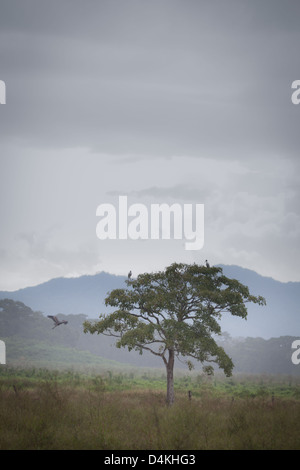 Hazy weide Landschaft in der Nähe von Tonosi, Los Santos Province, Republik Panama. Stockfoto