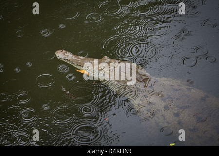 Amerikanisches Krokodil, sci.name; Crocodylus Acutus, in einem Fluss in der Nähe von Tonosi, Los Santos Provinz, Republik von Panama. Stockfoto