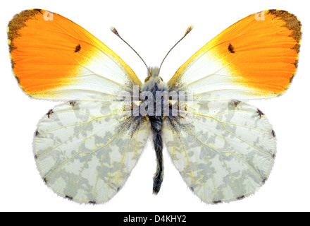 Makroaufnahme einer männlichen orange Spitze Schmetterling (Anthocharis Cardamines) isoliert auf weißem Hintergrund Stockfoto