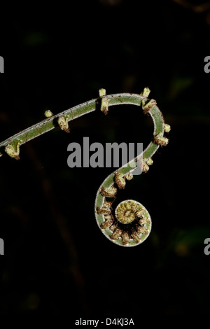 Entfaltenden Farn im Nationalpark La Amistad, Chiriqui Provinz, Republik von Panama. Stockfoto