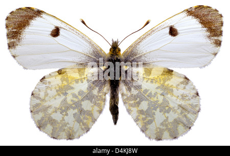 Weibliche Orange Tipp Schmetterling (Anthocharis Cardamines) isoliert auf weißem Hintergrund Stockfoto