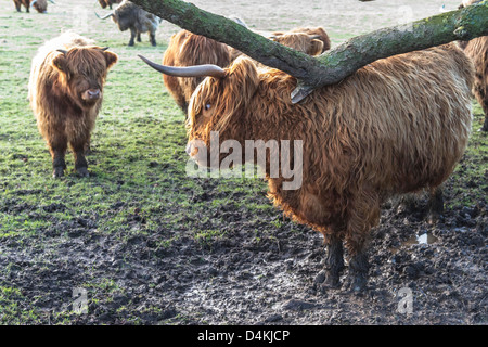 Spielerischen Blick in die Augen einer langen Hörnern langhaarige Kuh kratzen den Rücken auf einem überhängenden Ast. Nähert sich eine jüngere. Stockfoto