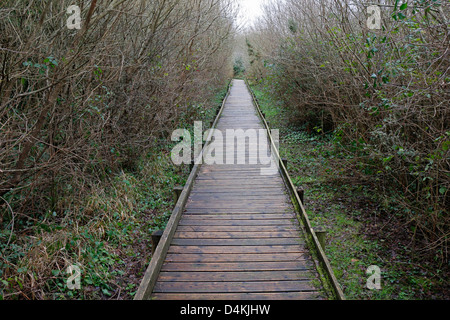 Decking Holzweg im Wald Wales UK 130674 Path Stockfoto