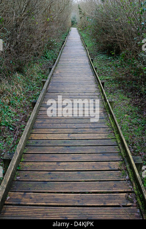 Decking Holzweg im Wald Wales UK 130675 Path Stockfoto