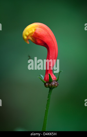 Orange und rote Blume mit kleinen Spinne in La Amistad Nationalpark, Chiriqui Provinz, Republik von Panama. Stockfoto