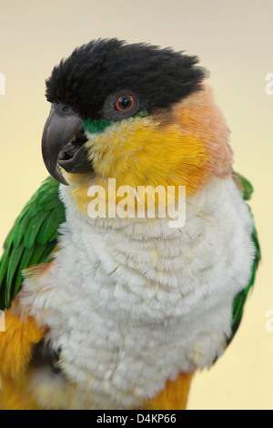 schwarze Leitung Kaiki Papagei Stockfoto