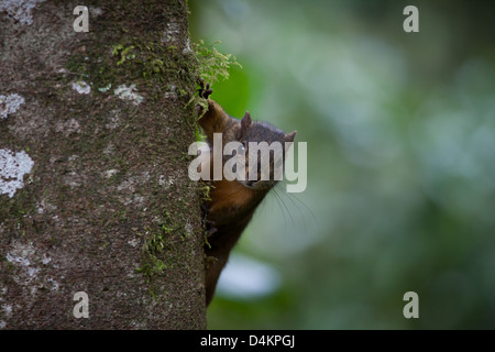 Montane Eichhörnchen, Syntheoscirius brochus, bei Los Quetzales Lodge, La Amistad Nationalpark, Provinz Chiriqui, Republik Panama. Stockfoto