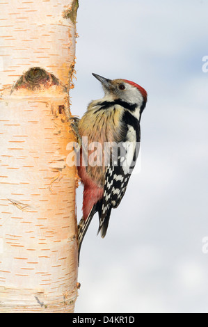 Mittelspecht (Dendrocopos Medius, Picoides Medius) Middle spotted Woodpecker • Ostalbkreis, Baden-Württemberg, Deutschland Stockfoto