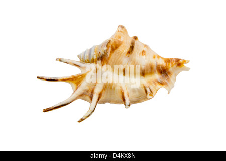 Kleine Muschel des Schwarzen Meeres - Rapana Stockfoto