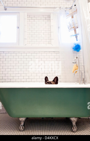 Französische Bulldogge in Badewanne sitzen Stockfoto
