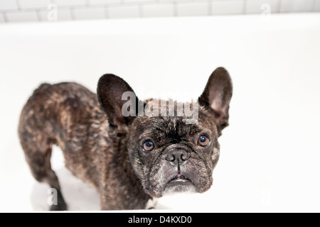 Französische Bulldogge stehend in Badewanne Stockfoto