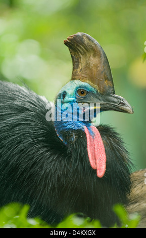 Südlichen oder Double-Wattled Helmkasuar (Casuarius Casuarius), Atherton Tablelands, Queensland, Australien WILD Stockfoto