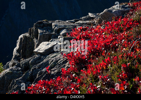 Rote Herbstfarben bei Litlefjellet in Romsdalen, Rauma kommune, Møre Og Romsdal, Norwegen. Die rote Pflanze ist Mountain Avene, Dryas octopetala. Stockfoto