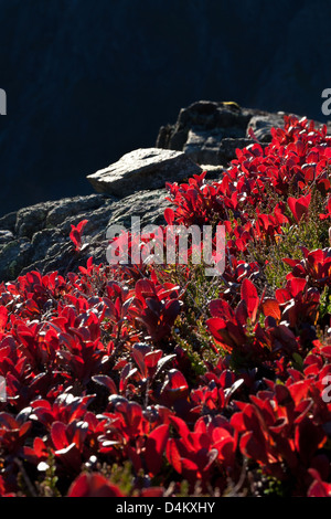 Rote Herbstfarben bei Litlefjellet in Romsdalen, Rauma kommune, Møre Og Romsdal, Norwegen. Die rote Pflanze ist Mountain Avene, Dryas octopetala. Stockfoto