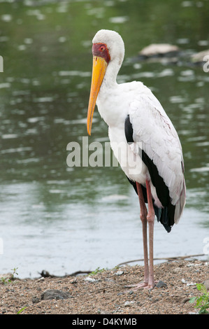 Gelb in Rechnung Storch Mycteria Ibis stehen am Rande Flüsse Stockfoto