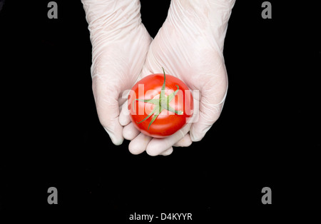 Behandschuhten Händen mit Tomaten Stockfoto