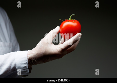 Behandschuhte Hand, die Tomate Stockfoto