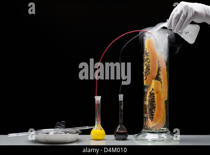 Wissenschaftler experimentieren auf Obst Stockfoto