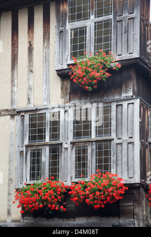 Traditionelle Holzfenster mit roten Geranien in Fensterboxen eines Fachwerkhauses in Dinan, Cotes-d'Armor, Bretagne, Frankreich Stockfoto