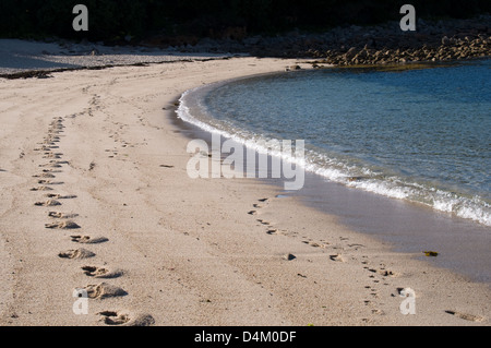 Fußabdrücke auf einem der vielen feinen Sandstränden in den Isles of Scilly zu finden. . Dieser ist in Pelistry Bay, St Mary Stockfoto