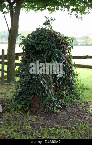 Efeu bedeckt Baumstumpf Stockfoto